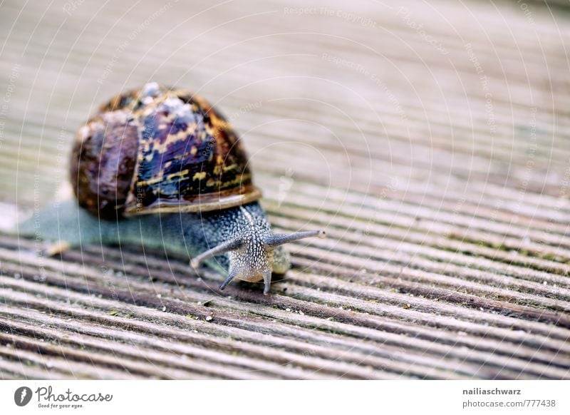 Gartenschnecke Sommer Tier Schnecke 1 rennen beobachten entdecken krabbeln dick einfach Fröhlichkeit nass natürlich Neugier schön wild weich braun