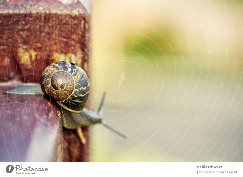 Schnecke Sommer Frühling Garten Tier Wildtier 1 rennen krabbeln Fröhlichkeit lustig nah natürlich Neugier niedlich schleimig wild braun gelb Frühlingsgefühle