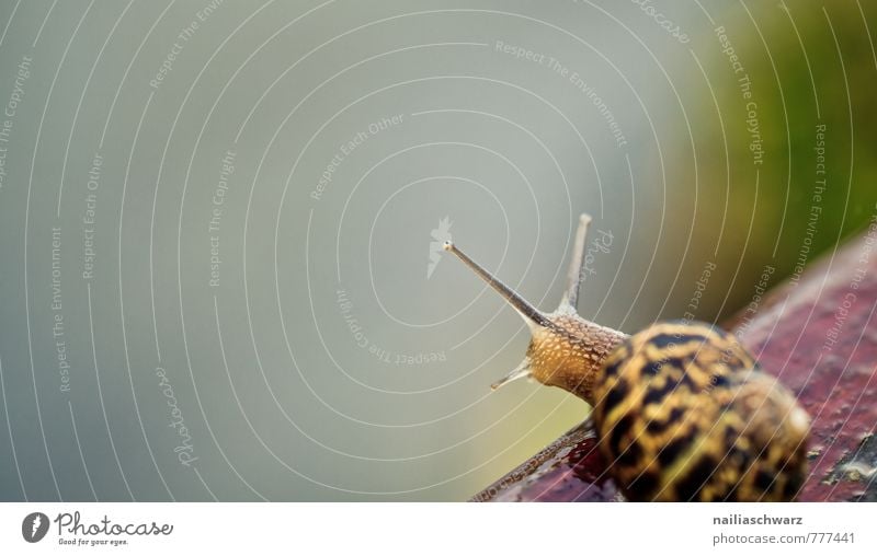 Schnecke Sommer Umwelt Natur Tier Garten Park Weichtier 1 rennen beobachten krabbeln Ferne frei natürlich Neugier niedlich positiv schön braun rot Fröhlichkeit