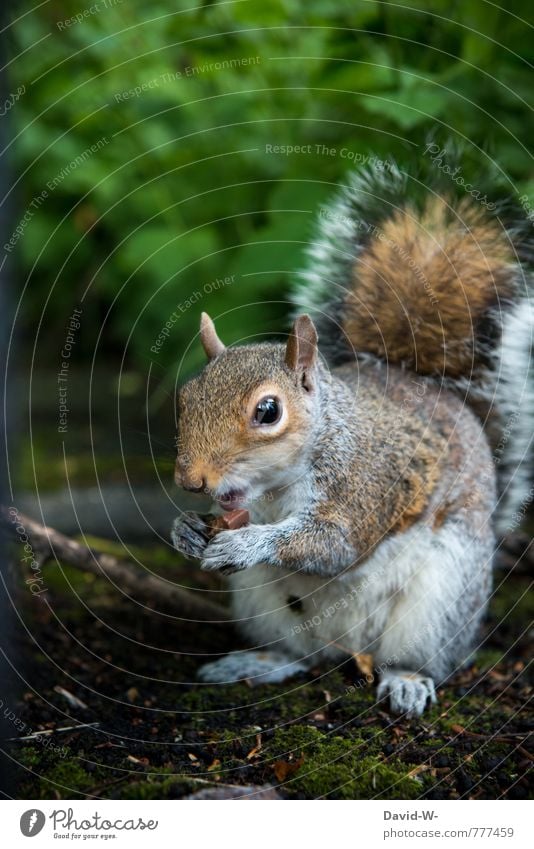 Eichhörnchen - was frisst es da? Schokolade Essen Fingerfood Natur Erde Moos Park Wald Wildtier Krallen Pfote Zoo Säugetier 1 Tier Zahnbürste beobachten