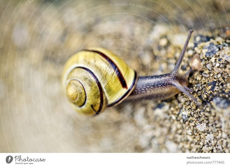 Schnecke Sommer Umwelt Natur Tier Frühling Herbst Garten Park 1 beobachten entdecken krabbeln Blick schön natürlich Neugier niedlich schleimig braun gelb