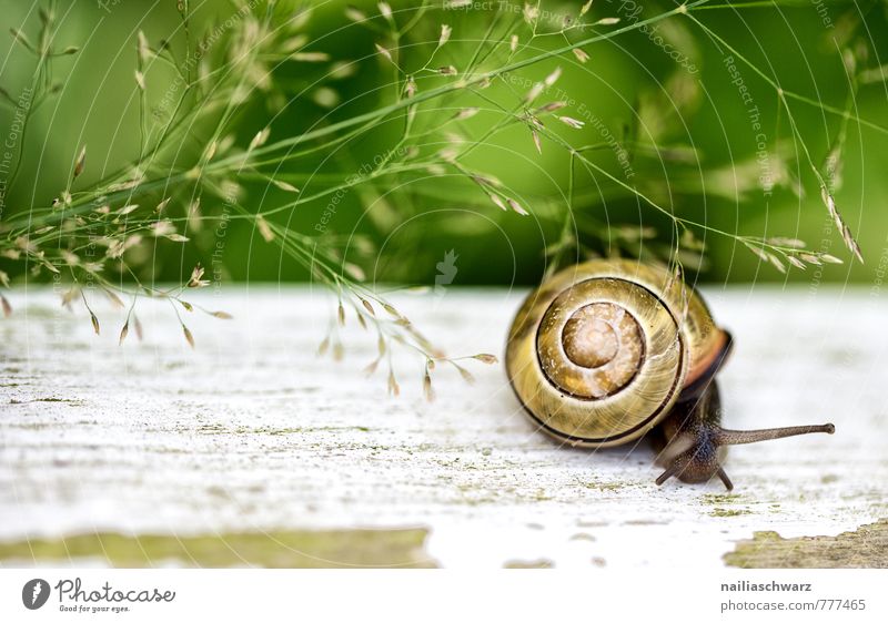 Gartenschnecke Sommer Umwelt Natur Pflanze Tier Frühling Gras Park Wiese Schnecke 1 krabbeln rennen Neugier niedlich positiv schön Tierliebe Interesse entdecken