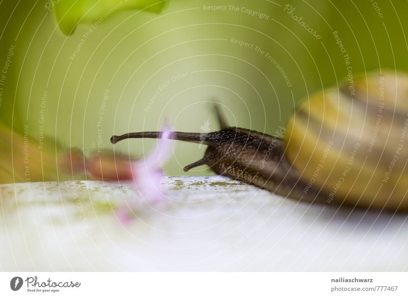 Gartenschnecke Sommer Umwelt Natur Pflanze Tier Frühling Blume Park Schnecke 1 Bewegung entdecken krabbeln Fröhlichkeit schön natürlich Neugier niedlich