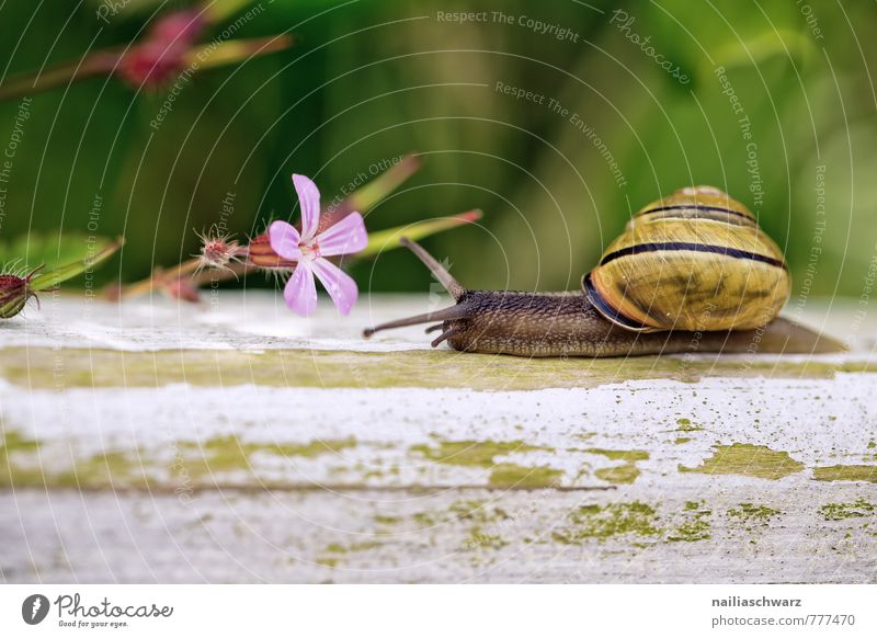 Gartenschnecke Sommer Natur Pflanze Tier Frühling Blume Park Schnecke beobachten Blühend Fressen genießen krabbeln Duft Fröhlichkeit frisch natürlich Neugier