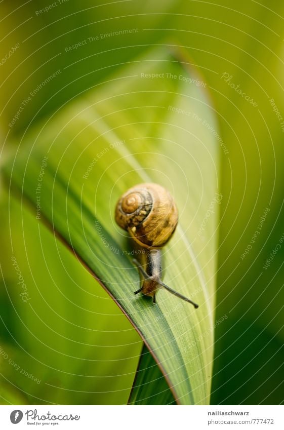 Gartenschnecke Sommer Umwelt Natur Pflanze Tier Frühling Blatt Park Schnecke 1 beobachten entdecken krabbeln laufen frei Fröhlichkeit Neugier niedlich positiv