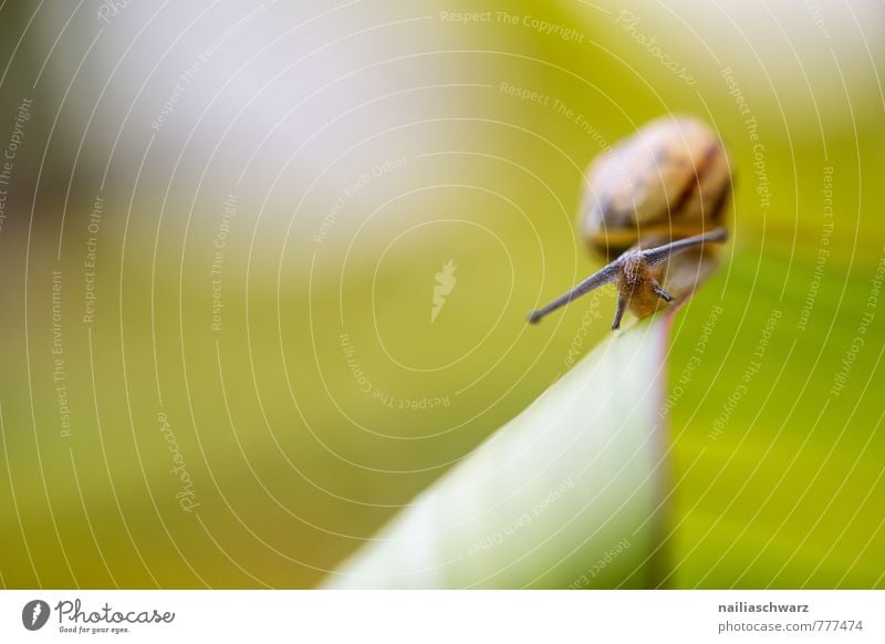 Schnecke Sommer Pflanze Tier Blatt Garten Wildtier 1 krabbeln laufen rennen Fröhlichkeit natürlich Neugier niedlich schleimig schön grün Frühlingsgefühle