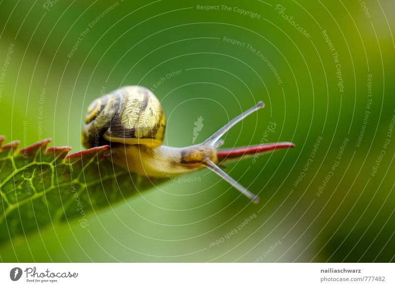 Schnecke Sommer Umwelt Natur Pflanze Tier Frühling Blatt 1 beobachten Fressen krabbeln laufen einfach Fröhlichkeit natürlich Neugier niedlich positiv schleimig