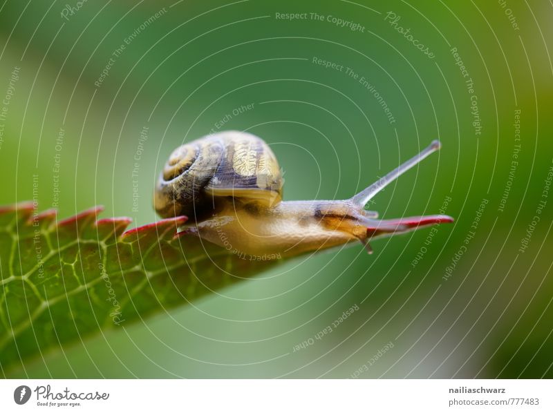 Gartenschnecke Sommer Umwelt Natur Pflanze Tier Frühling Gras Blatt Grünpflanze Park Wiese Schnecke 1 rennen beobachten Bewegung liegen Fröhlichkeit Neugier