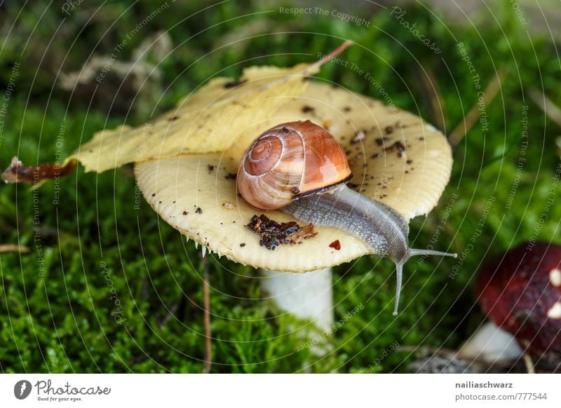 Schnecke und Pilz Tier Herbst Moos Blatt Wald Fressen krabbeln nass niedlich weich grün rot Neugier entdecken täubling waldpilz Waldboden herbstlich feucht