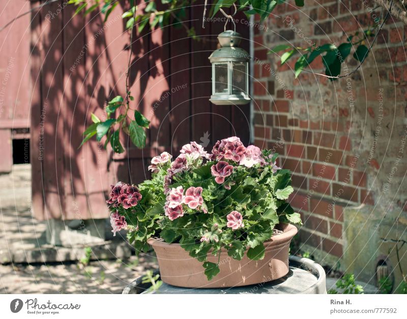 Sommer II Blume Blüte Garten Mauer Wand Tür Blühend Lebensfreude Idylle ruhig Pelargonie Straßenbeleuchtung Windlicht Landleben Nostalgie Holztür verfallen