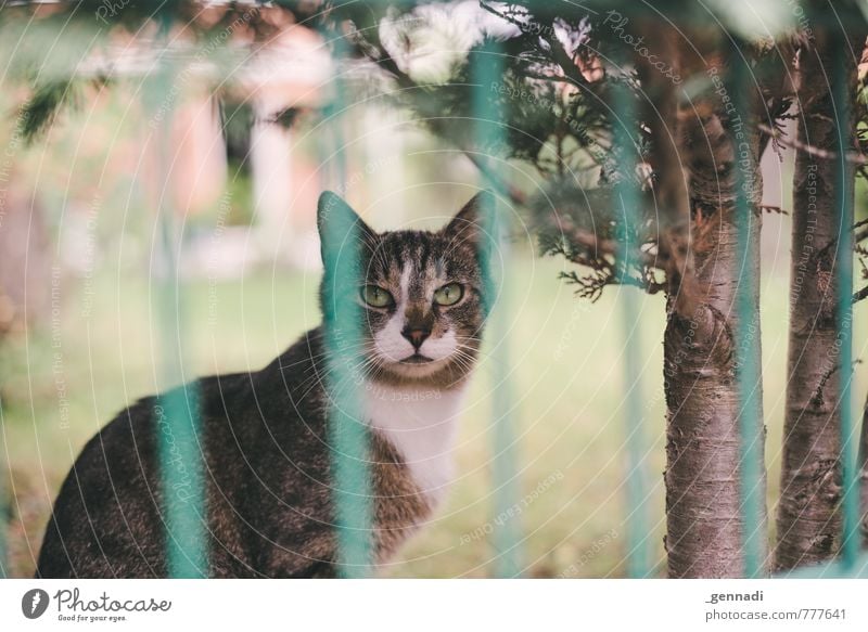 Katze Haustier 1 Tier warten Zaun Fell Garten Blick Farbfoto Menschenleer Tag Schwache Tiefenschärfe Zentralperspektive Tierporträt Blick in die Kamera