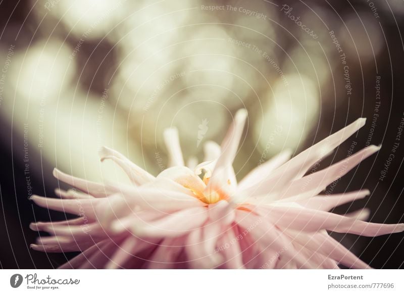 Dahlia Umwelt Natur Pflanze Himmel Frühling Sommer Schönes Wetter Blume Blatt Garten Park leuchten schön natürlich rosa Duft Dahlien Unschärfe Hintergrundbild