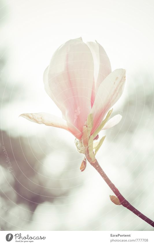 Magnolia Umwelt Natur Pflanze Himmel Sonne Frühling Sommer Schönes Wetter Blume Blüte Garten Park Blühend leuchten ästhetisch Duft schön natürlich Wärme weich