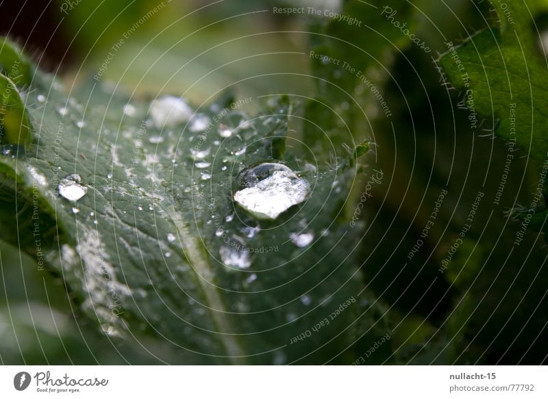 - ohne titel - Wassertropfen Blatt nass Regen Pflanze feucht Licht Hoffnung Wunsch rund Reflexion & Spiegelung grün Makroaufnahme Nahaufnahme Natur Lichtblick