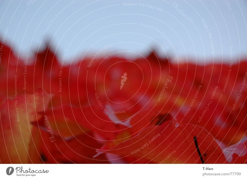 Red Nature, Germany leaf red autumn blurred sharp red land silence