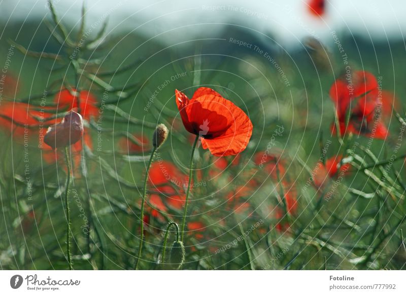 Hallo Sommer! Umwelt Natur Landschaft Pflanze Schönes Wetter Blume Blüte Feld frisch nah grün rot Mohn Mohnblüte Mohnfeld Raps Rapsfeld Farbfoto mehrfarbig