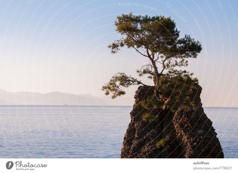 Ruhe Umwelt Natur Landschaft Himmel Wolkenloser Himmel Schönes Wetter Baum Felsen Wellen Küste Bucht Meer ästhetisch Einsamkeit einzigartig Zufriedenheit Glück