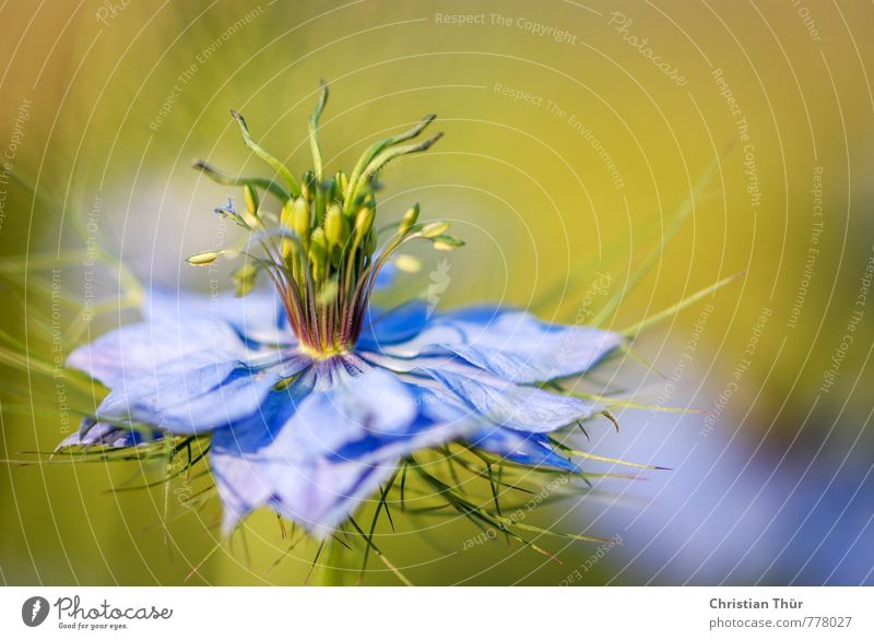 Volle Blüte Umwelt Natur Sommer Schönes Wetter Pflanze Blume Garten Park Wiese Blühend Duft Erholung ästhetisch außergewöhnlich blau braun gelb grün Stimmung