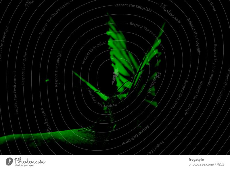 schmetterlinge2 Finger Tier Wildtier Schmetterling Flügel beobachten entdecken festhalten glänzend dunkel grün schwarz geheimnisvoll Insekt Fühler Farbfoto