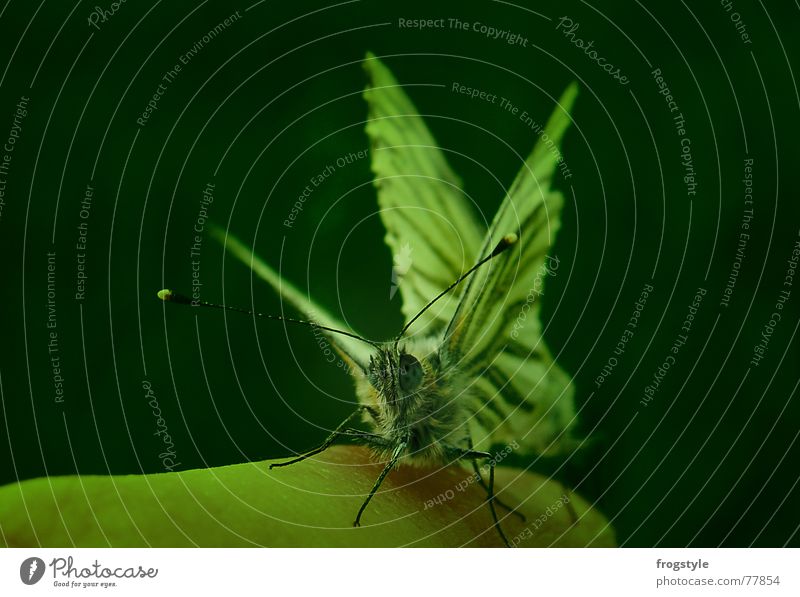 schmetterlinge Finger Natur Tier Frühling Wildtier Schmetterling Tiergesicht Flügel 2 Tierpaar beobachten berühren entdecken fangen krabbeln Blick ästhetisch