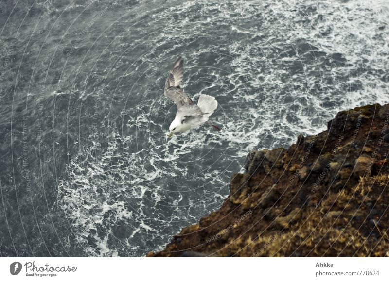 durchstarten Wind Wellen Küste Meer Wildtier Vogel 1 Tier sportlich frei maritim wild Beginn fliegen Möwe unten Farbfoto Außenaufnahme Menschenleer