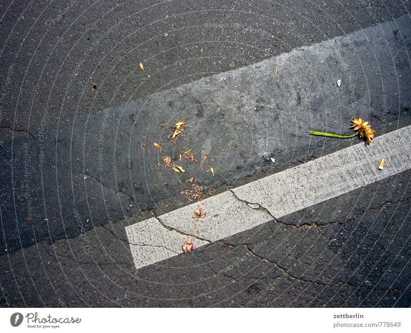 Sag es mit Blumen! Dekoration & Verzierung Karneval Karnevel der Kulturen Sambatänzer umzug Pflanze Blumenstrauß Müll wegwerfen kaputt Liebeskummer Asphalt