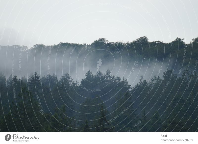 Nebel Natur Landschaft Himmel Frühling Sommer Herbst Wetter schlechtes Wetter Baum Grünpflanze Wildpflanze Tanne Wald Nadelwald alt dunkel grün schwarz weiß