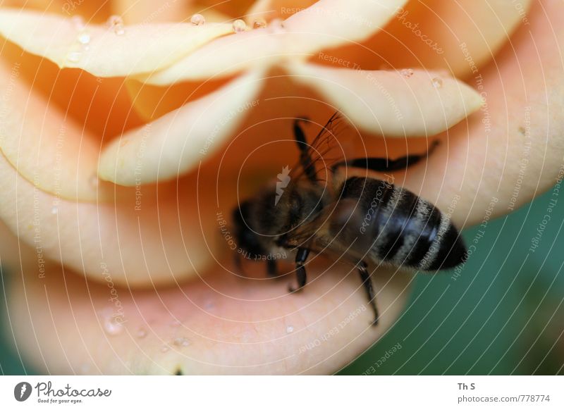 Biene Natur Pflanze Frühling Sommer Blüte Wildtier Blühend Duft ästhetisch elegant Frühlingsgefühle Regen Tropfen Farbfoto Außenaufnahme Makroaufnahme