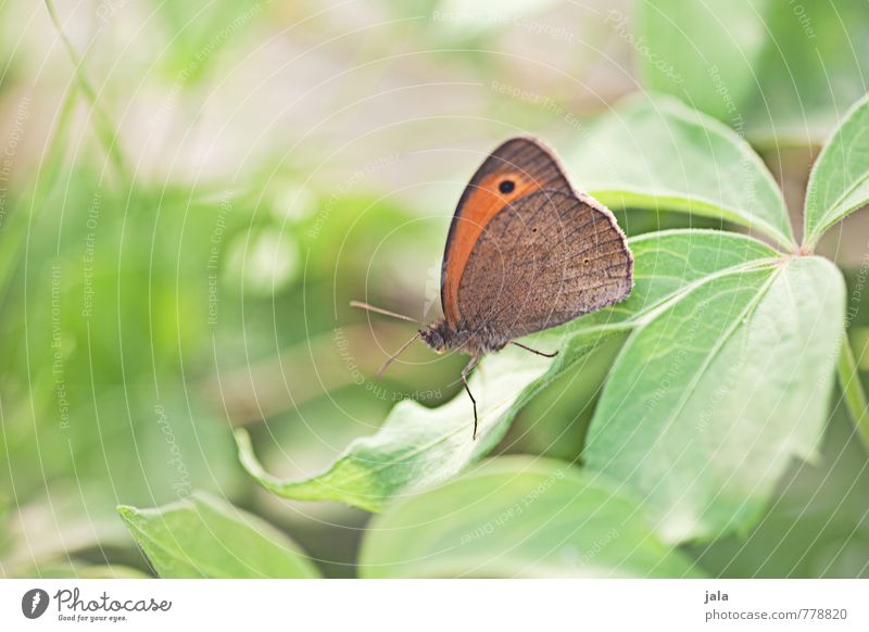 schmetterling Natur Pflanze Tier Sommer Gras Blatt Grünpflanze Garten Wildtier Schmetterling 1 ästhetisch elegant frei schön klein wild weich Außenaufnahme