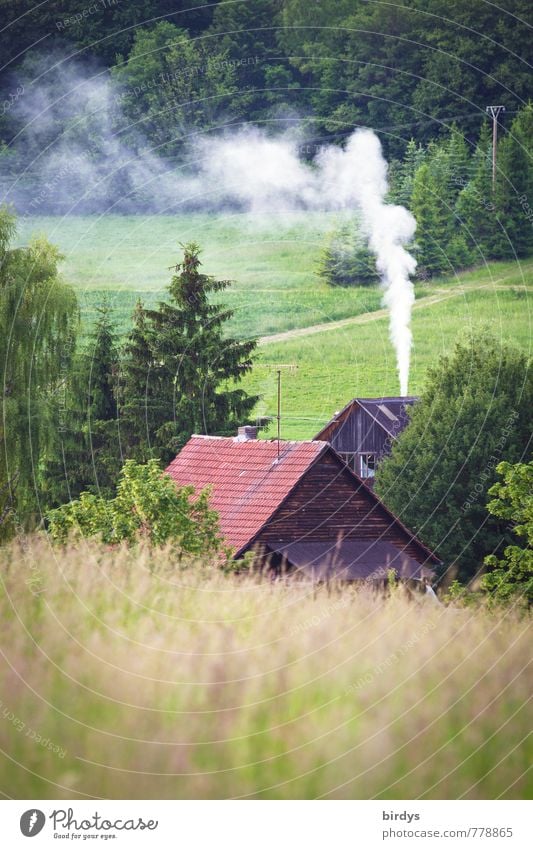 kühler Sommer Natur Landschaft Frühling Baum Wiese Wald Haus Bauernhof Rauch Abgas Rauchen Duft positiv ruhig Einsamkeit Idylle Kaminfeuer ländlich Landleben