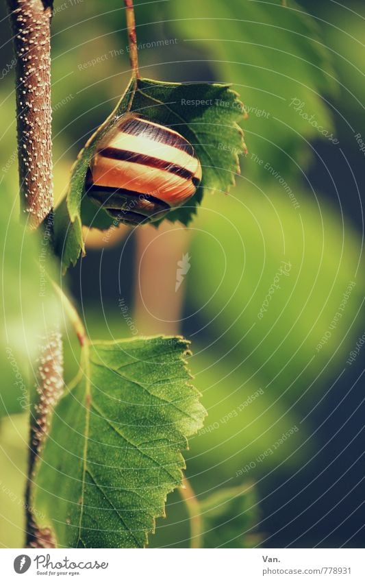 Baumhaus Natur Tier Frühling Pflanze Blatt Birke Zweig Schnecke 1 hängen klein schön braun grün Farbfoto mehrfarbig Außenaufnahme Nahaufnahme Detailaufnahme