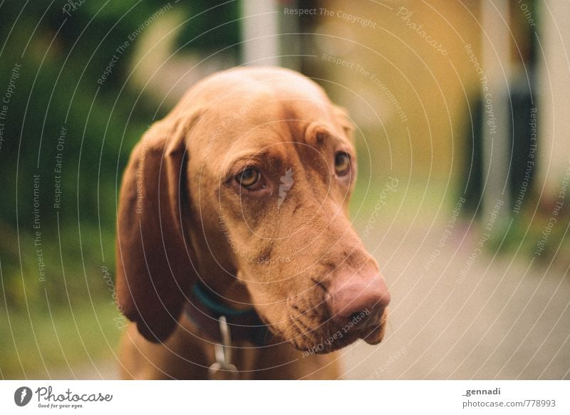 Hund Haustier 1 Tier schön betteln Hundeblick Ohr Hängeohr Schnauze Auge Farbfoto Menschenleer Textfreiraum rechts Tag Tierporträt Blick in die Kamera