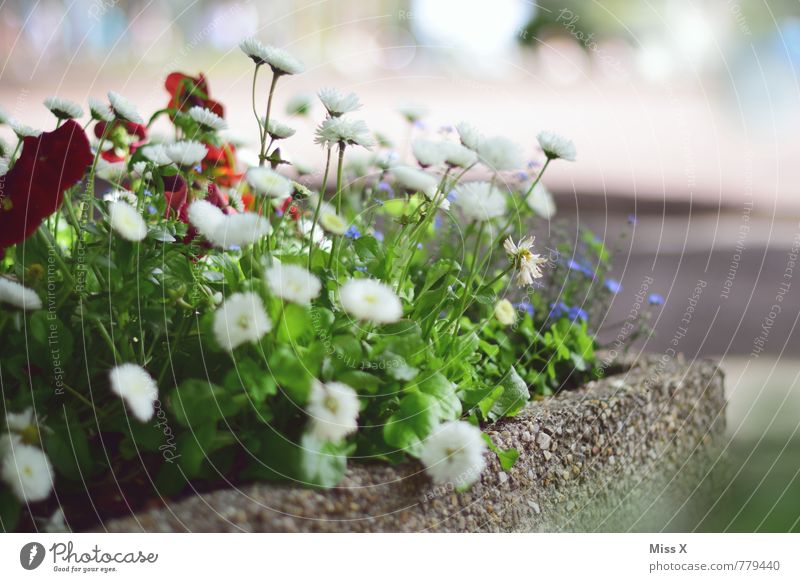 Bunter Mix Garten Frühling Sommer Blume Blüte Topfpflanze Blühend Duft Wachstum Gänseblümchen Balkonpflanze Blumenkasten Frühlingstag Pflanze Beet Farbfoto