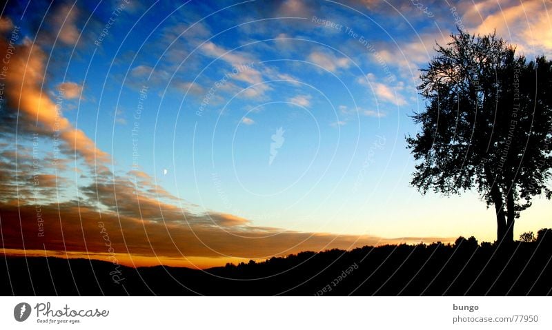 Liebe Baum Wolken schlechtes Wetter dunkel bedrohlich Dämmerung Nacht Horizont Sonnenuntergang träumen Traumwelt Einsamkeit harmonisch Farbenspiel Romantik