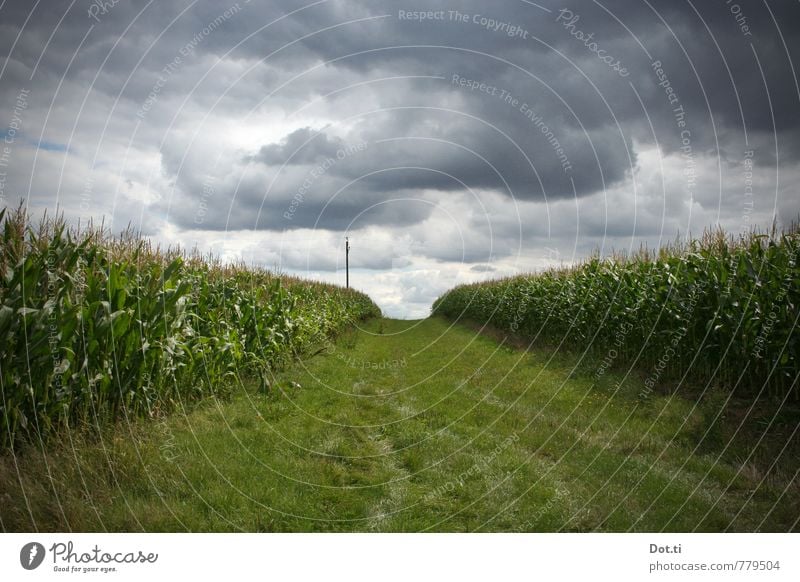 stormchasing Umwelt Natur Landschaft Pflanze Himmel Wolken Gewitterwolken Sommer Klima Klimawandel Wetter Unwetter Nutzpflanze Feld bedrohlich dunkel Angst