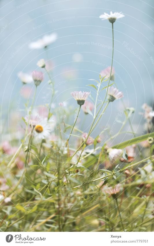 verwirrend Umwelt Natur Pflanze Sommer Blume Wildpflanze Garten Park Wiese Blühend grün weiß durcheinander Gänseblümchen Außenaufnahme Menschenleer