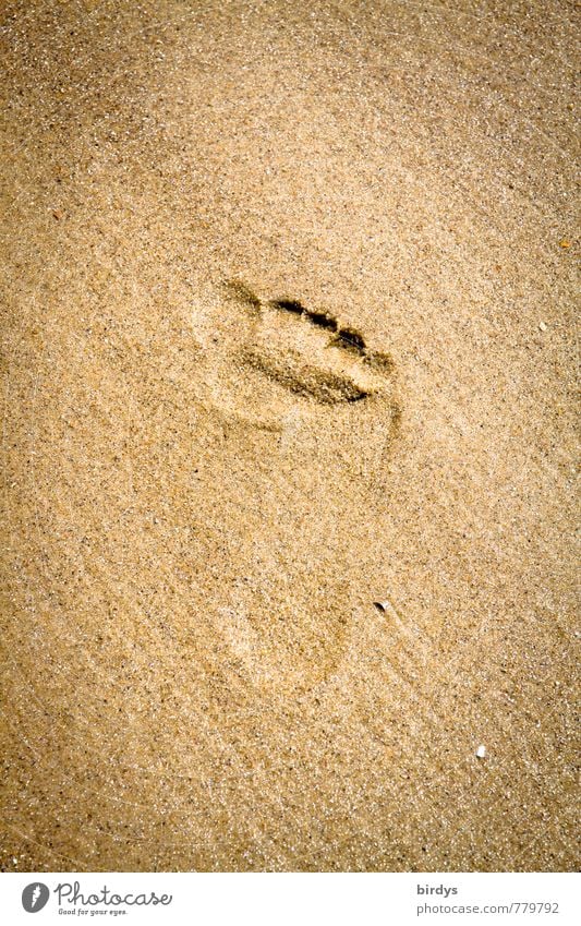 Spuren hinterlassen Sommerurlaub Strand Fußspur Sand ästhetisch positiv Wärme ruhig Leben Reinheit Bewegung einzigartig Natur rein Wege & Pfade Barfuß Tierfuß