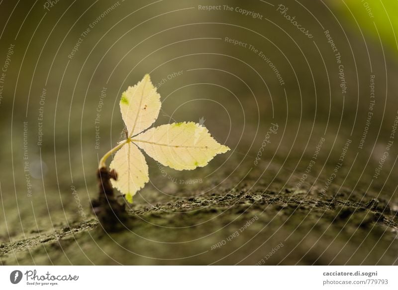 Drei Natur Pflanze Frühling Schönes Wetter Baum Blatt einfach Freundlichkeit frisch Zusammensein klein natürlich braun gelb grün Lebensfreude Frühlingsgefühle