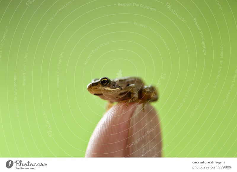 Kleiner Hüpfer Tier Frühling Schönes Wetter Frosch 1 Tierjunges beobachten Blick sitzen einfach exotisch frech Freundlichkeit klein lustig nah niedlich