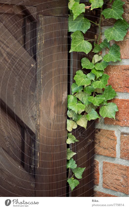 Vereint. Natur Pflanze Frühling Sommer Efeu Blatt Grünpflanze Wildpflanze Garten Mauer Wand Fassade Tür Holz Wachstum ästhetisch natürlich grün Zusammensein