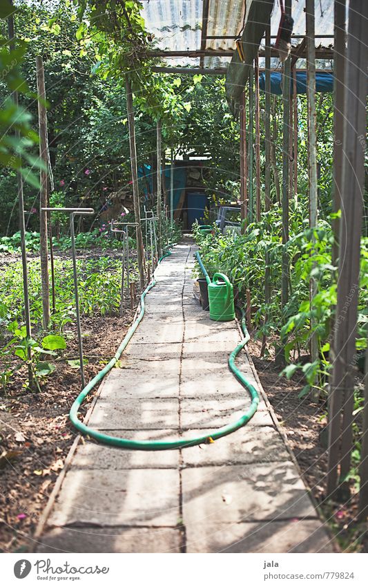 schrebergarten Natur Pflanze Blume Sträucher Grünpflanze Nutzpflanze Garten Hütte Wege & Pfade nachhaltig natürlich Schlauch Gießkanne Farbfoto Außenaufnahme