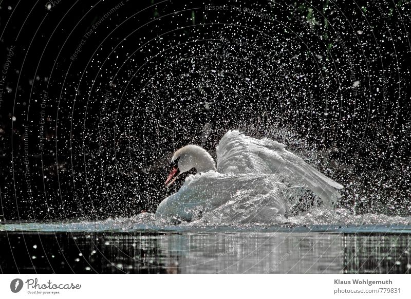 Höckerschwan reinigt sich intensiv, dabei planscht er und Wassertropfen leuchten im Gegenlicht elegant Umwelt Natur Tier Sonnenlicht Frühling Sommer