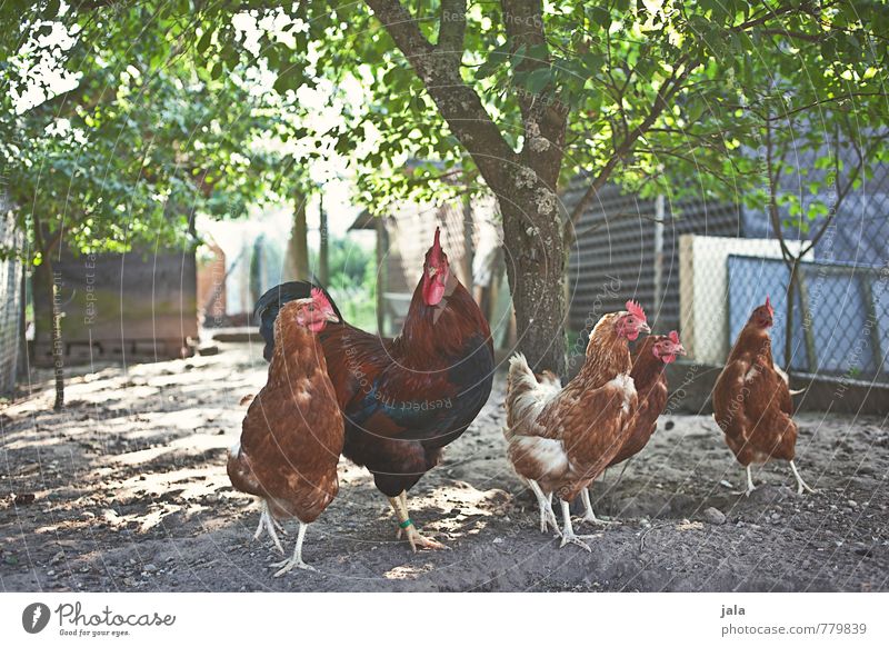 hühnerleben Umwelt Natur Pflanze Baum Garten Tier Nutztier Hahn Hühnervögel Tiergruppe Tierfamilie natürlich Hühnerstall Farbfoto Außenaufnahme Menschenleer Tag