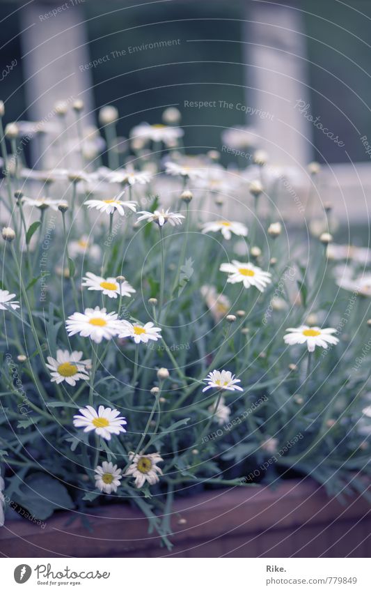 Weiße Blüten. Umwelt Natur Pflanze Frühling Sommer Baum Grünpflanze Margerite Garten Blühend Wachstum Fröhlichkeit schön natürlich weiß Glück Vergänglichkeit