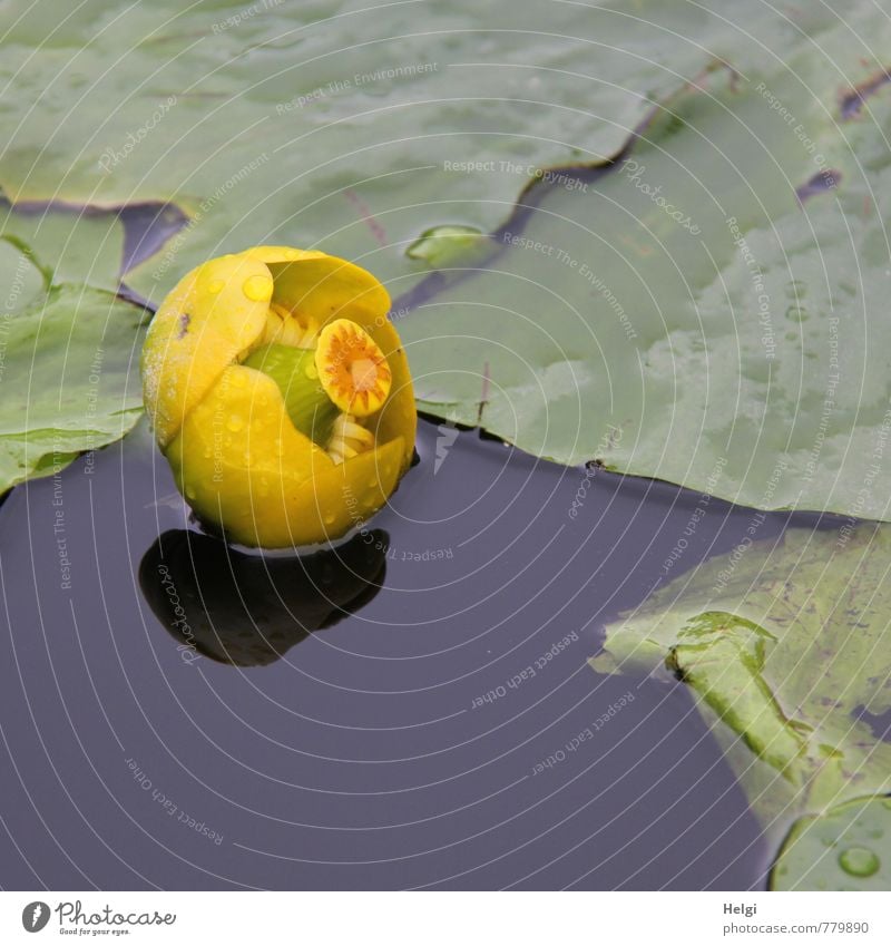 Teichmummel... Umwelt Natur Pflanze Sommer Regen Blume Blatt Seerosen Seerosenteich Wasserpflanze Blühend Schwimmen & Baden Wachstum ästhetisch schön nass