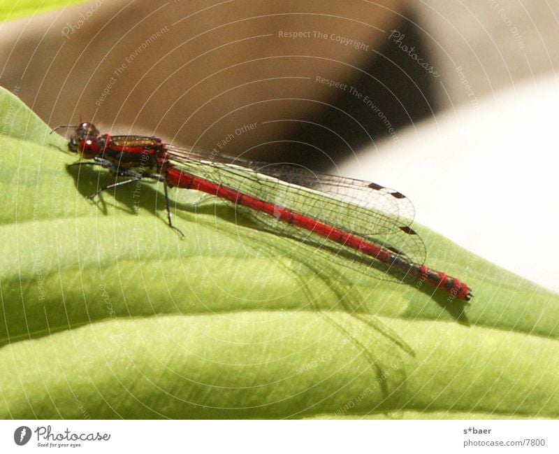 Im Zeichen der Libelle Teich Insekt