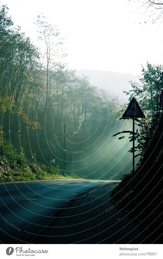 Straße ins Licht Strahlung Asphalt Baum Nebel Morgen Verkehrswege Herbst Schilder & Markierungen Kurve Lichtstrahl Wege & Pfade