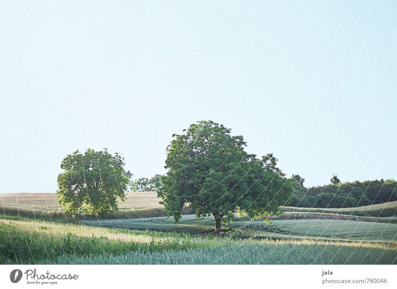 ländlich Umwelt Natur Landschaft Pflanze Himmel Baum Gras Sträucher Grünpflanze Nutzpflanze Wildpflanze Feld natürlich positiv Farbfoto Außenaufnahme