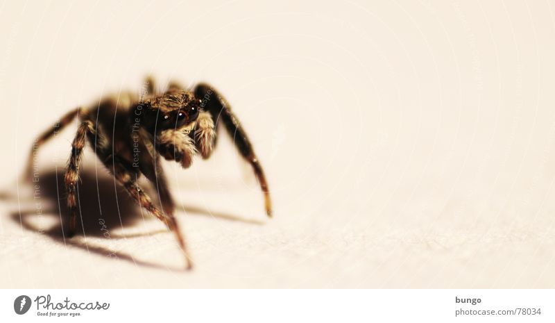 Little brother is watching you Zebraspringspinne Spinne Ekel klein Makroaufnahme Kieferklaue Mandibel Fresswerkzeug Gliederfüßer Angst Panik Nahaufnahme Auge