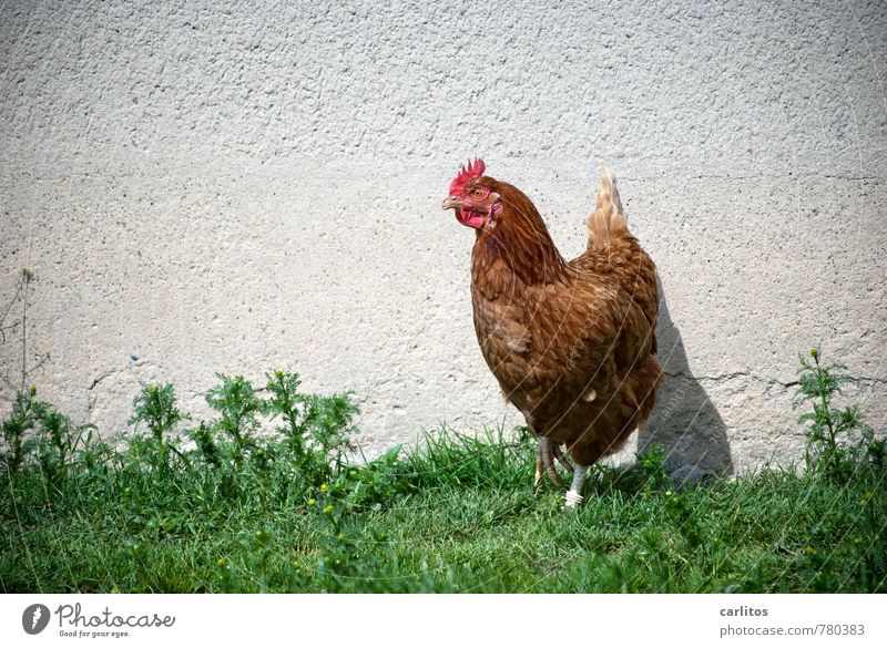 Huhn in Action Tier Nutztier Flügel Krallen 1 gehen Haushuhn Gras Bauernhof grün Farbfoto Außenaufnahme Sonnenlicht